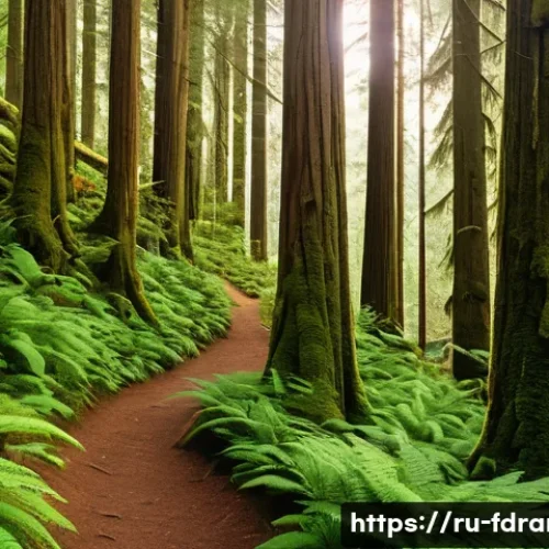 Home 33 배틀스타 갤럭티카 촬영지 투어 - A lush, dense forest near Vancouver representing the planet Caprica from "Battlestar Galactica," wit...